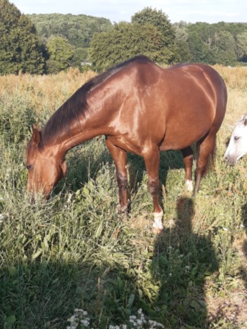 Quipie du Valley Ranch