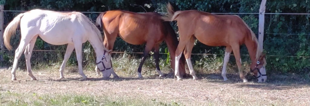 Les chevaux du Valley Ranch dans leur prairie